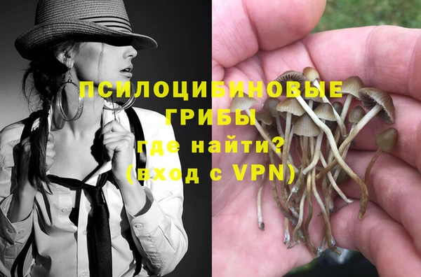 шишки Верея